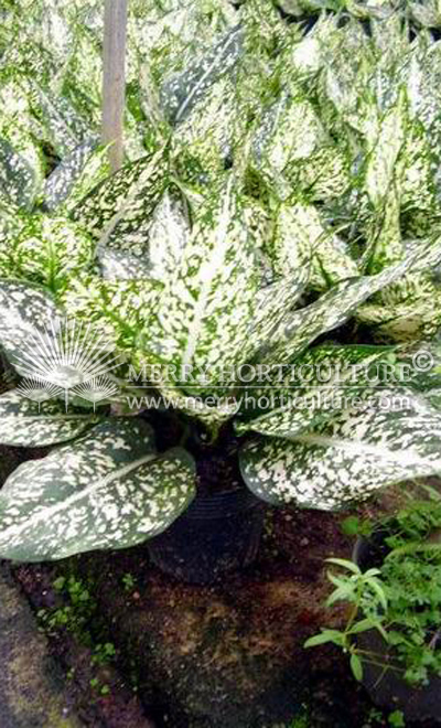 Aglaonema costatum foxii